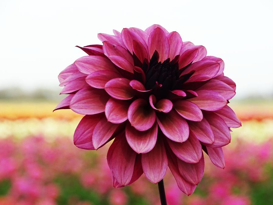 Dahlia 'Night Silence'