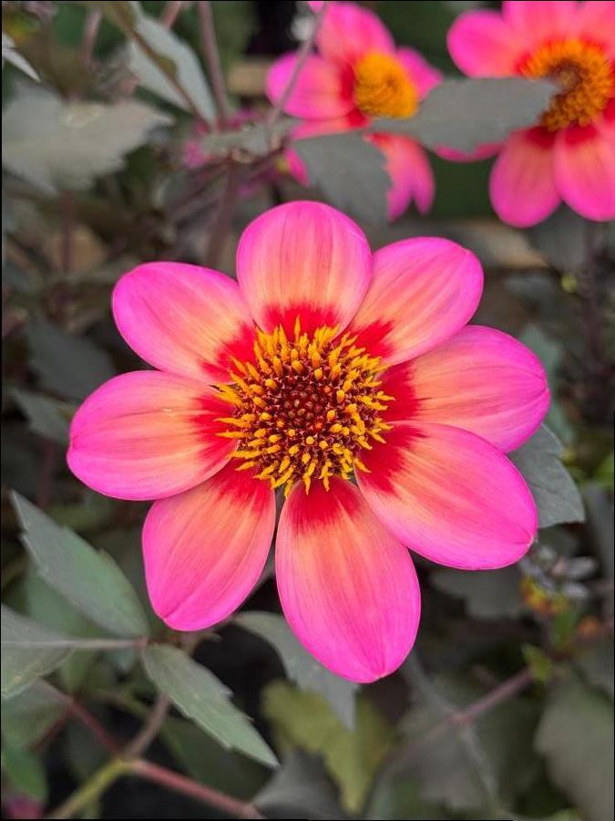 Dahlia 'Dahlegria Tri-Colore'