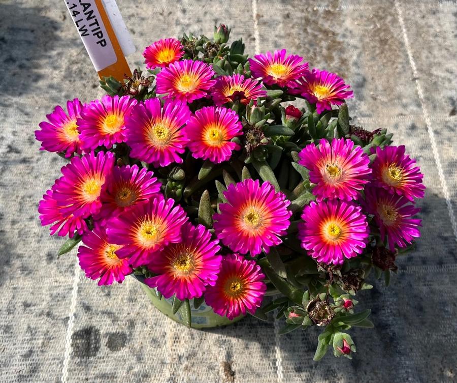 Delosperma 'Next Level Magenta'