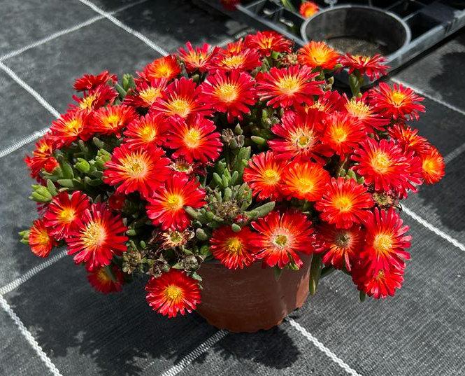 Delosperma 'Next Level Red'