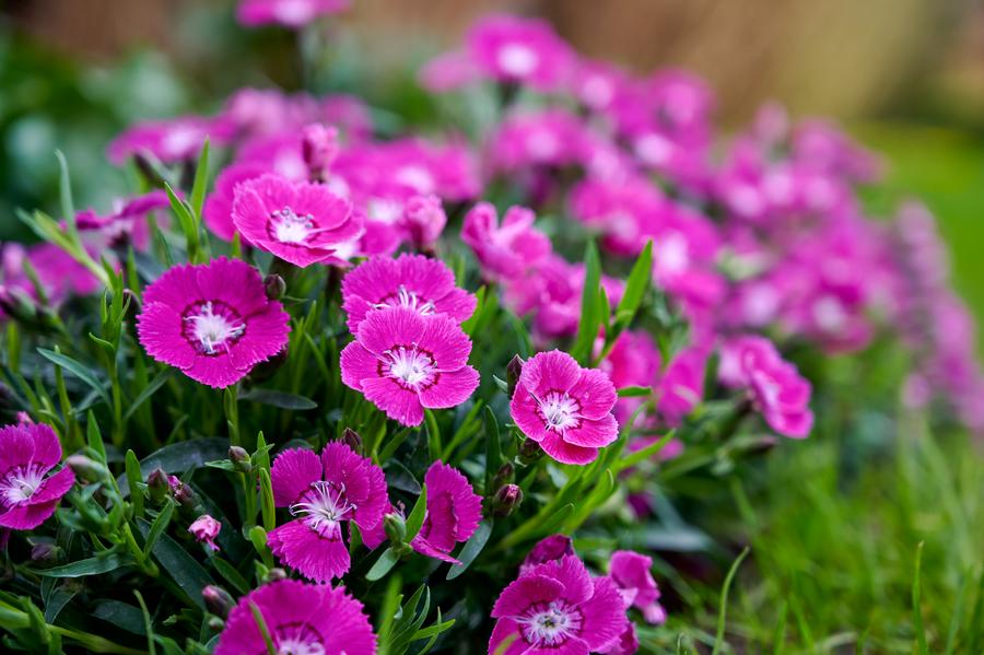 Dianthus 'Beauties® Kaia'