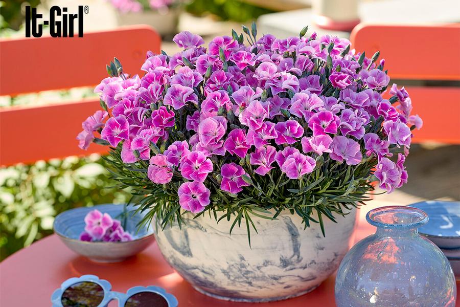 Dianthus 'Star Single™ IT-GIRL'