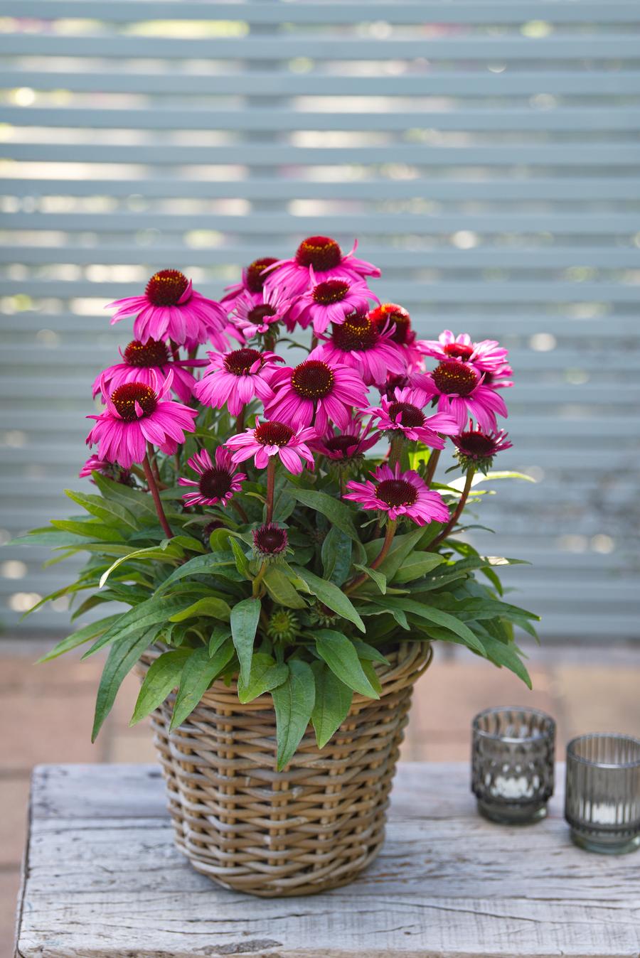 Echinacea 'Sunmagic® Vintage Hot Pink'