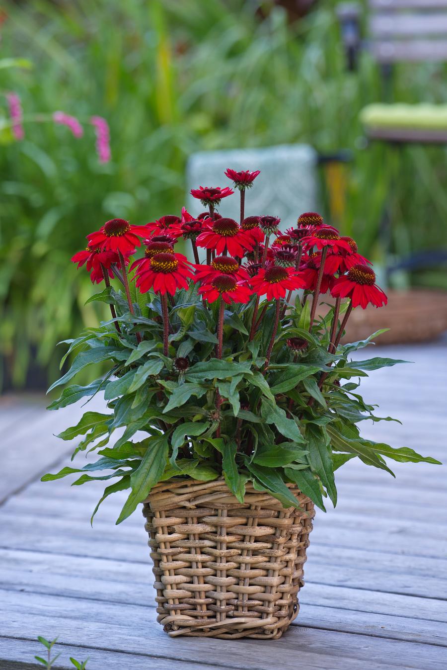 Echinacea 'Sunmagic® Vintage Hot Red'