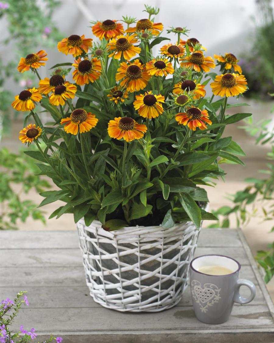 Helenium autumnale 'Short 'n Sassy'