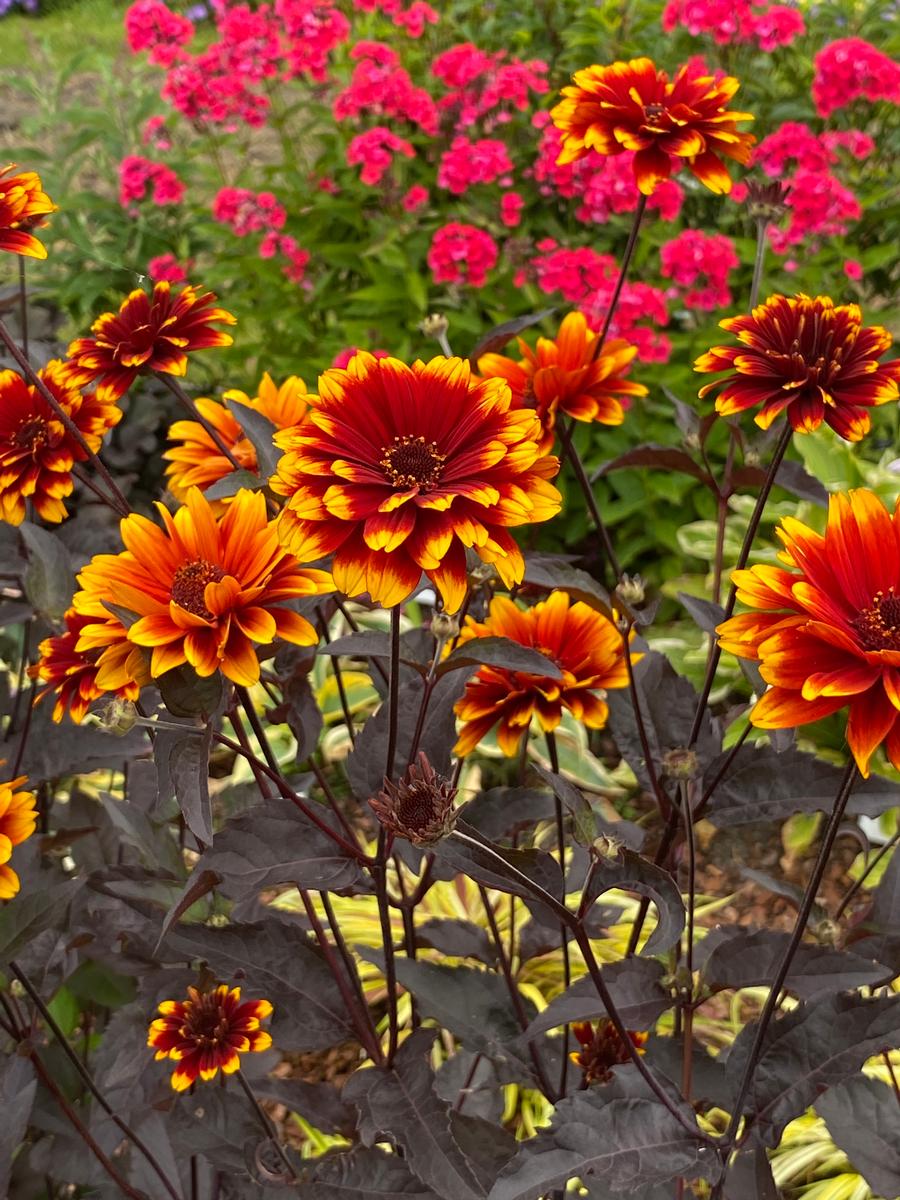 Heliopsis helianthoides 'Bonfire Sunset'