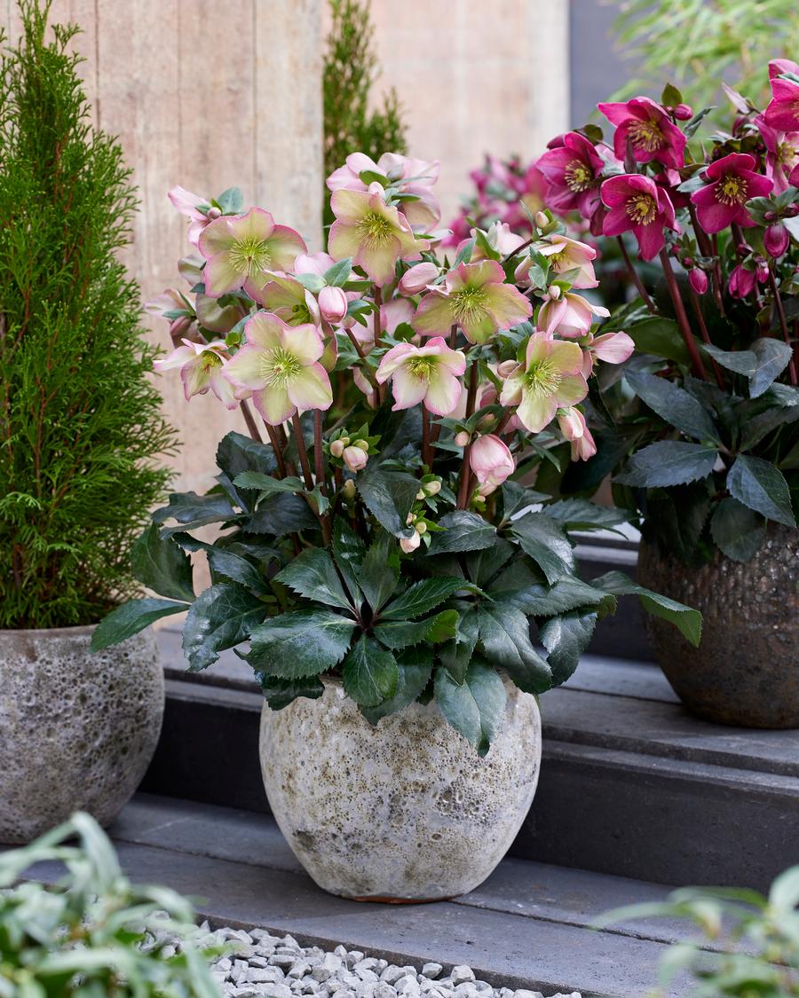 Helleborus 'Spring Sparkle Pink'