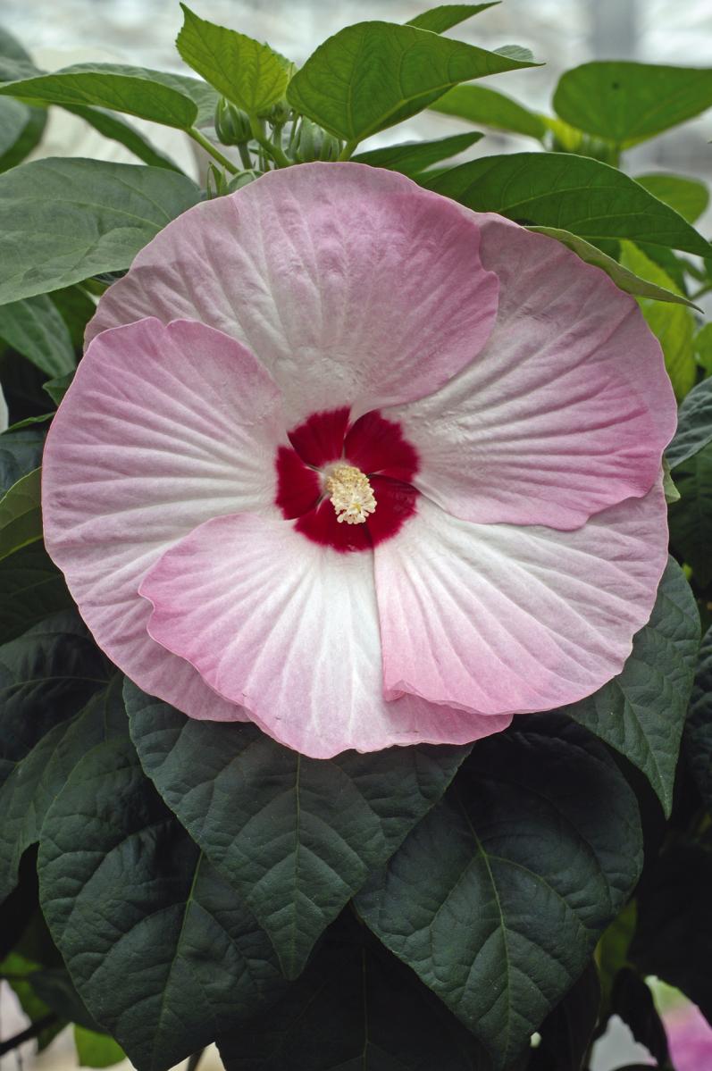 Hibiscus 'Luna™ Pink Swirl'