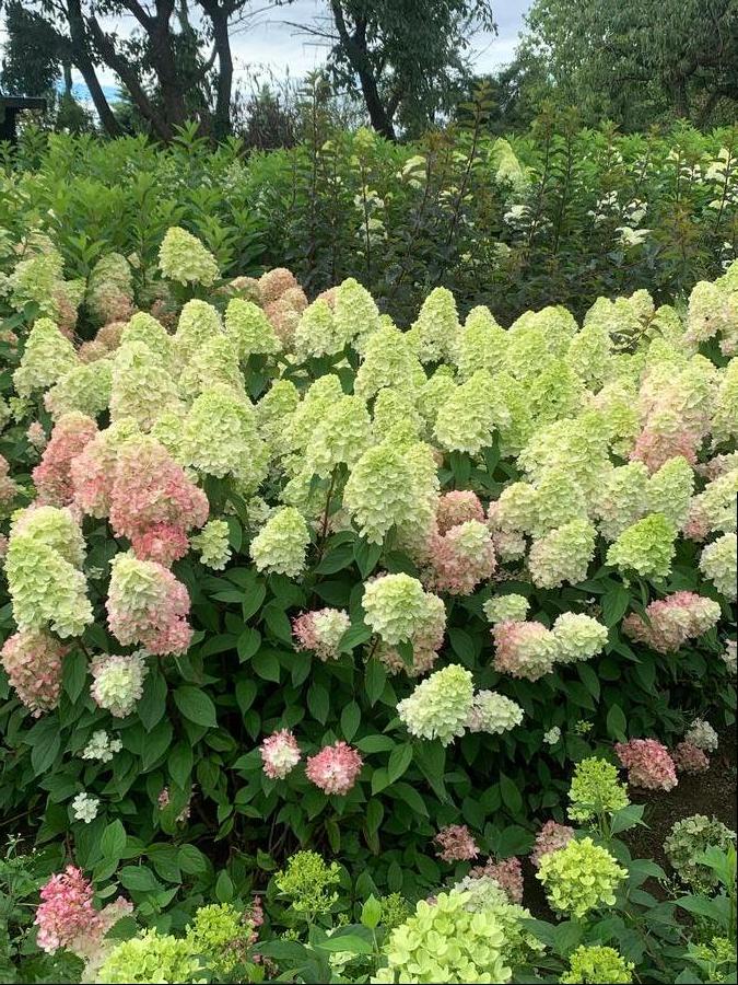 Hydrangea paniculata 'Bonfire'