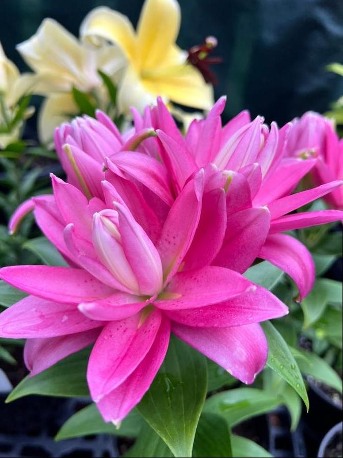 Lilium - Oriental Pot Lily Looks™ 'Sunny Double Reward'
