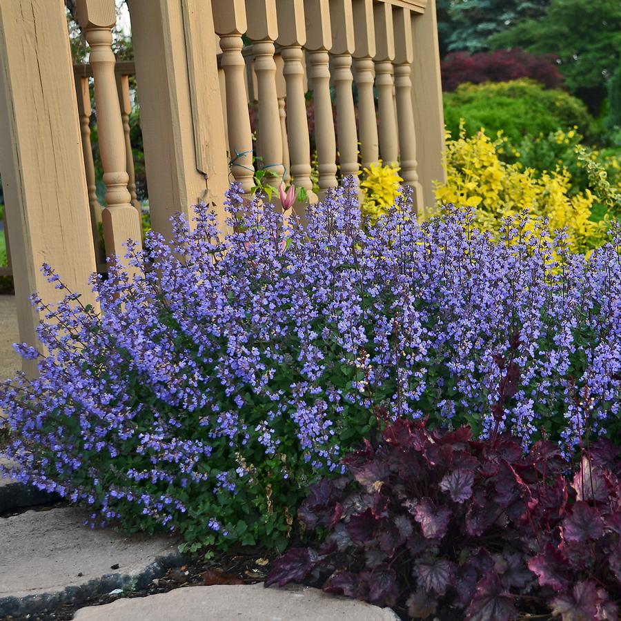 Nepeta faassenii 'Purrsian Blue'