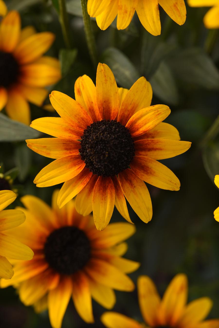 Rudbeckia hybrida 'Suntacular'