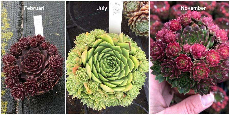 Sempervivum 'Colorockz® Ruby Lime'