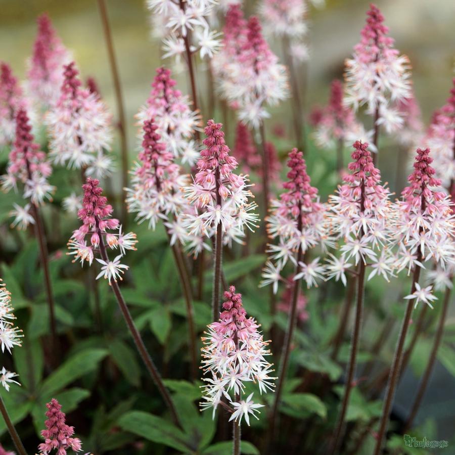 Tiarella 'Raspberry Sundae'