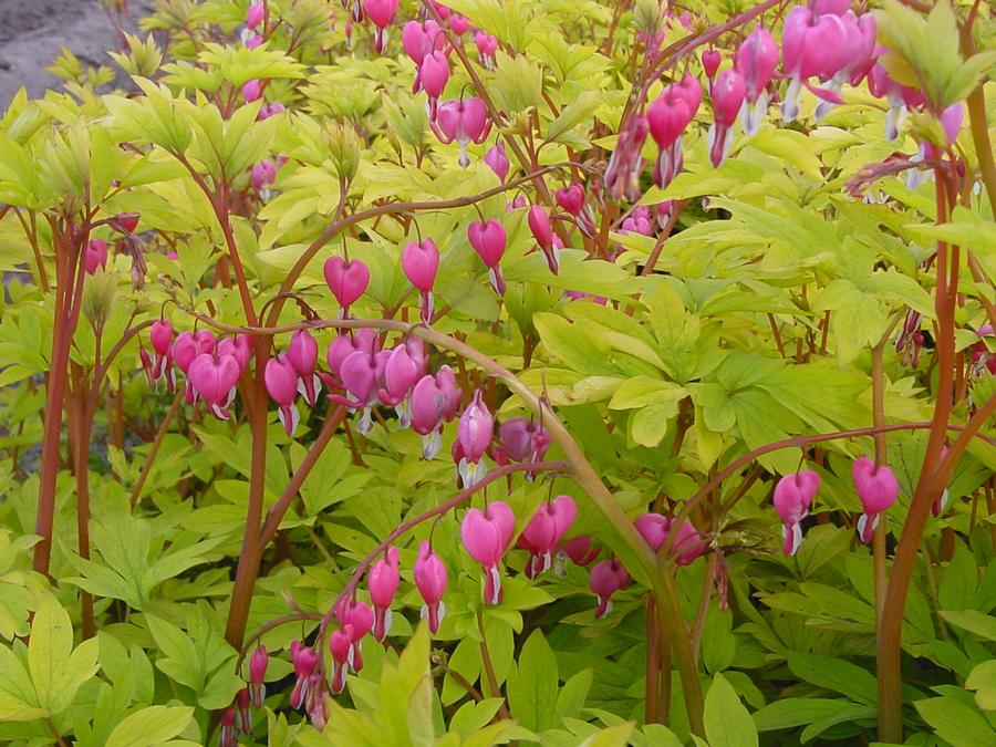 Dicentra spectabilis 'Yellow Leaf'