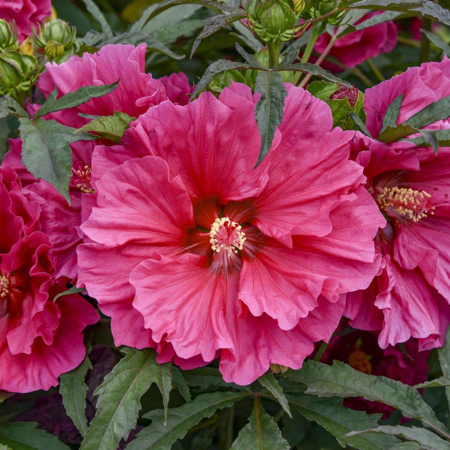 Hibiscus 'Watermelon Ruffles'