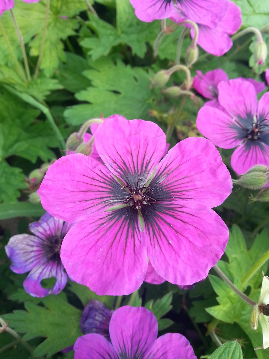 Geranium 'Dragon Heart'