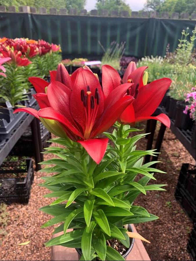 Lilium - LA Hybrid Lily 'Summer Power®'