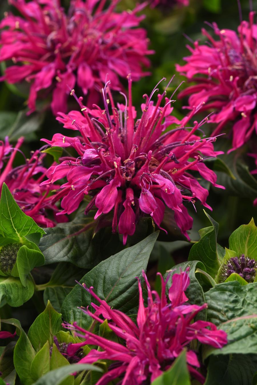 Phlox Dwarf Garden paniculata 'Flame® Pro Lilac'