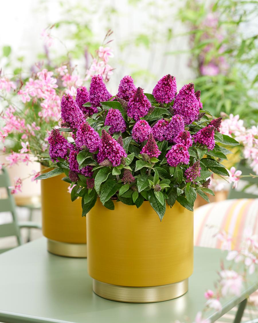Buddleia 'Little Rockstars Red'