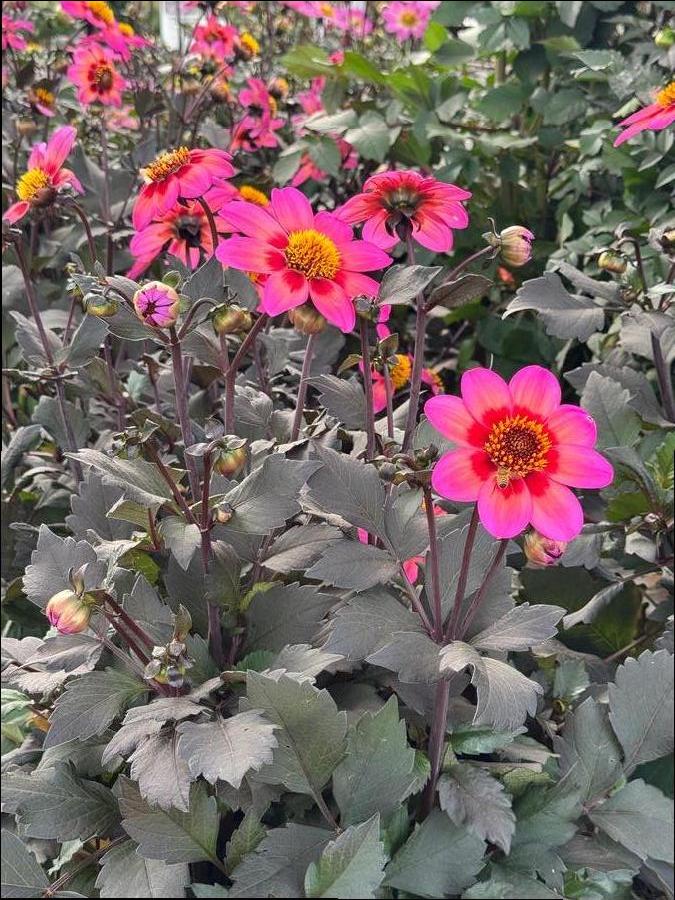 Dahlia 'Dahlegria Tri-Colore'