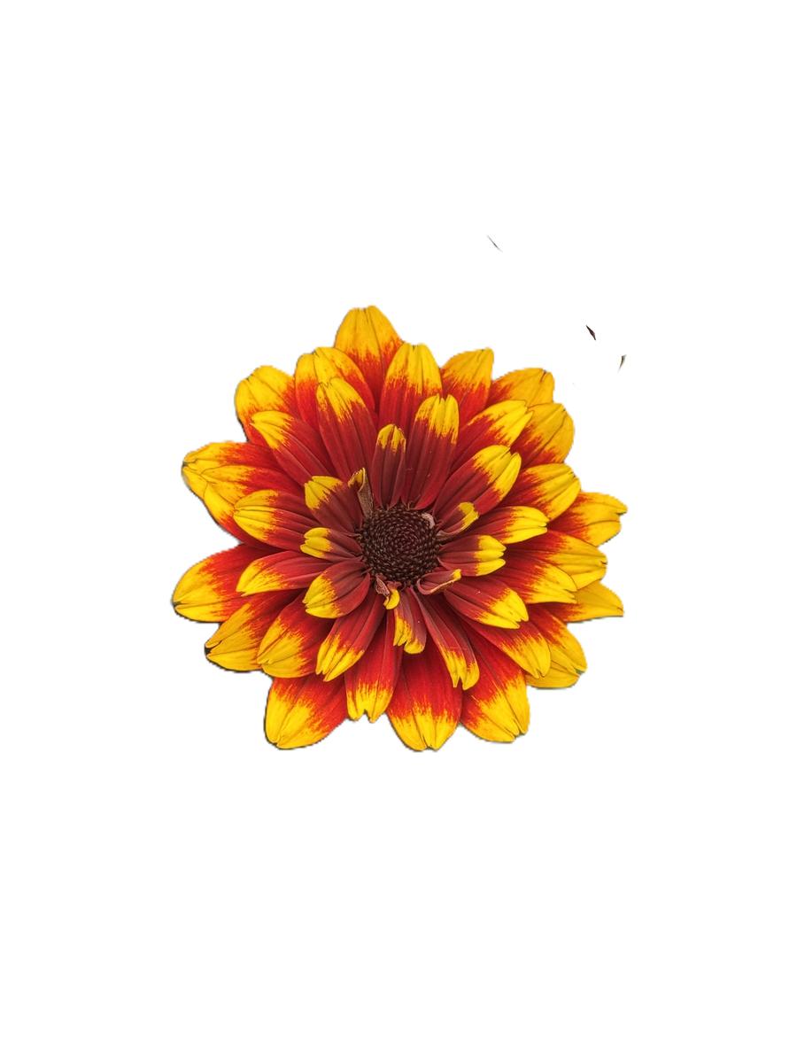 Heliopsis helianthoides 'Bonfire Sunset'