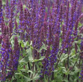 Salvia nemorosa Caradonna