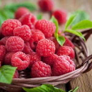 Raspberry Latham