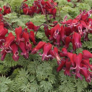 Dicentra x 'Burning Hearts'