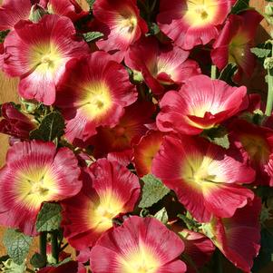 Alcea rosea 'Halo™ Red & Yellow'