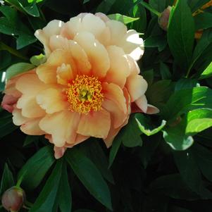 Peony ITOH 'Singing in the Rain'