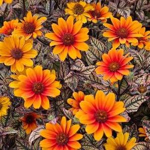 Heliopsis Orange Marble