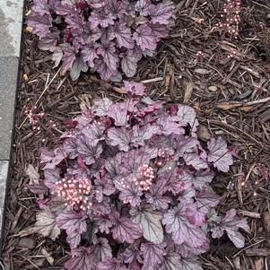 Heuchera Indian Summer Huckleberry