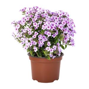 Phlox Dwarf Garden paniculata 'Early® Lavender Pop'