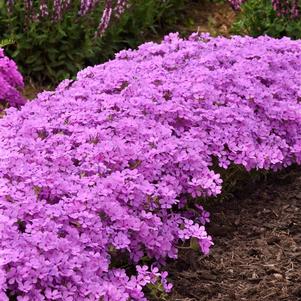 Phlox Woodland hybrida 'Candy Cloud™ Pink'