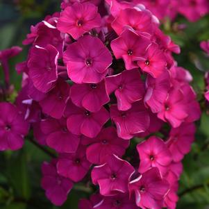 Phlox Medium Garden paniculata 'Super Ka-Pow™ Fuchsia'