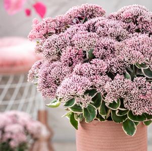 Sedum La Vie en Rose