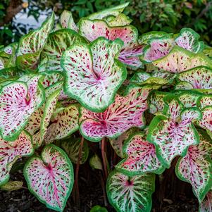 Tropical Caladium 'Best Strap Leaf Bicolor'