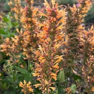 Agastache hybrida 'Honeysticks Ember'