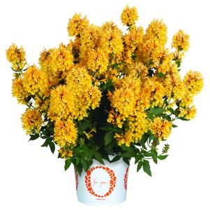 Agastache hybrida 'Honeysticks Gold'