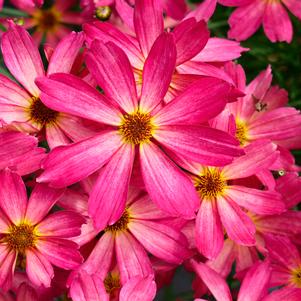 Coreopsis 'Fall Sensation™ Quartz'
