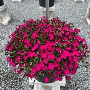 Dianthus 'Beauties® Rousey'