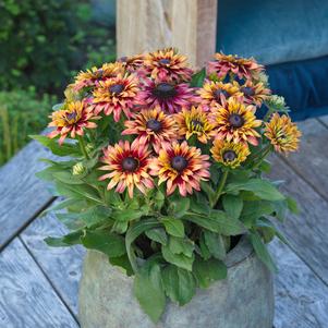Rudbeckia hirta 'Sunbeckia® Graffiti Cherry'