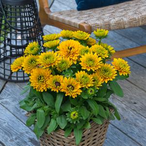 Rudbeckia hirta 'Sunbeckia® Isabella'