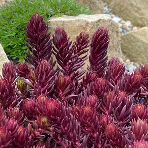 Sedum 'SunSparkler® Red Angelina'