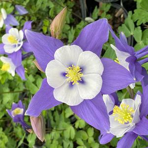 Aquilegia 'Swan Blue and White'