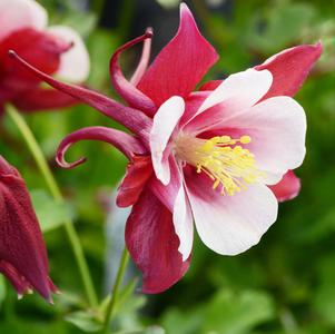 Aquilegia 'Swan Red and White'