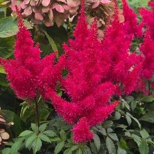 Astilbe 'Music™ Red Drumset'