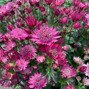 Astrantia major 'Cerise Button'