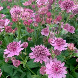 Astrantia major 'Pink Button'